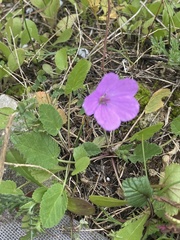 Erodium acaule