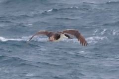 Leucocarbo georgianus