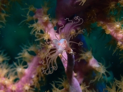 Ralpharia gorgoniae
