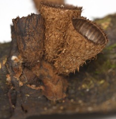 Cyathus limbatus
