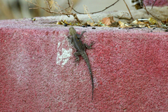 Agama agama