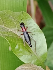 Cranistus colliurides