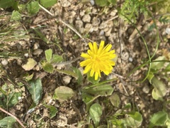 Crepis sancta