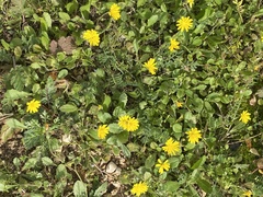 Crepis sancta