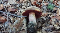 Neoboletus xanthopus