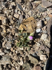 Eremalche rotundifolia