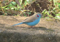 Uraeginthus bengalus