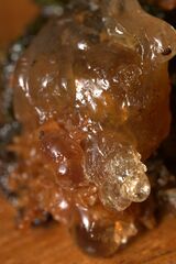 Tremella