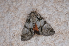 Olivenebula subsericata