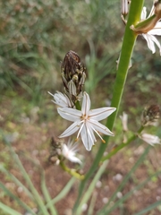 Asphodelus ramosus
