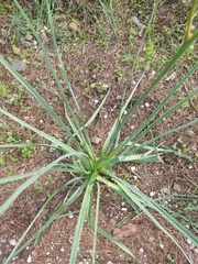 Asphodelus ramosus