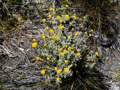 Helichrysum cymosum