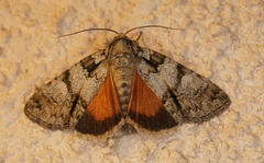 Olivenebula subsericata