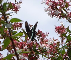 Papilio nireus lyaeus
