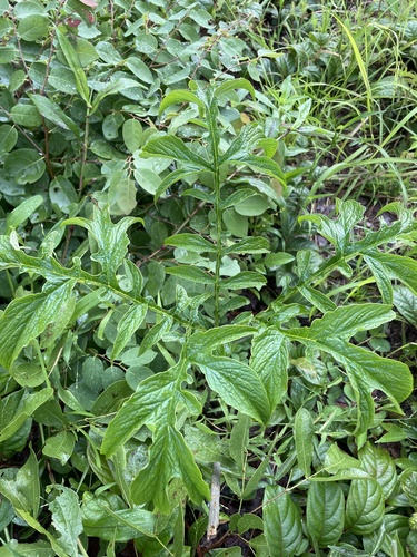 Tacca leontopetaloides image