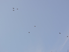 Psittacara holochlorus