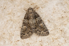 Olivenebula subsericata