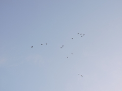 Psittacara holochlorus