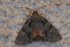 Olivenebula subsericata