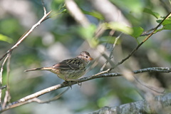 Zonotrichia leucophrys