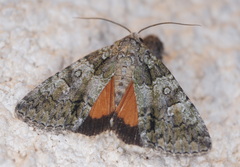 Olivenebula subsericata