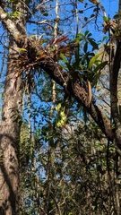 Prosthechea cochleata