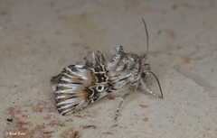 Omphalophana antirrhinii