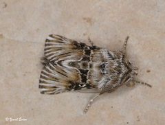 Omphalophana antirrhinii