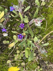 Anchusa