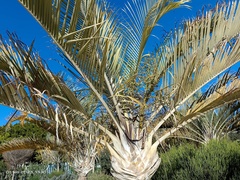 Dypsis decaryi