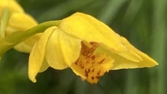 Eulophia odontoglossa