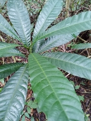 Pouteria campechiana