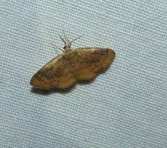 Leptostales ferruminaria