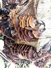 Gloeophyllum abietinum