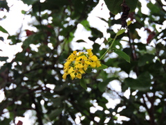 Callaeum macropterum