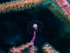 Ralpharia gorgoniae