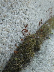Bryum recurvulum