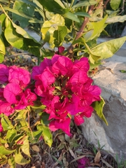 Bougainvillea glabra