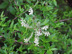 Aloysia gratissima