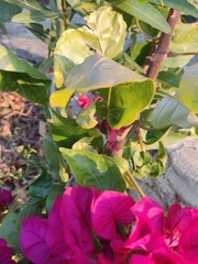 Bougainvillea glabra