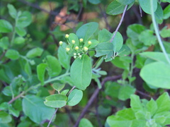 Callaeum macropterum