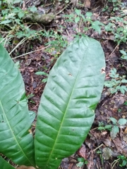 Pouteria campechiana