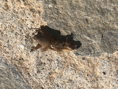 Gryllotalpa krimbasi