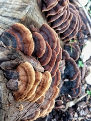 Gloeophyllum abietinum