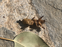 Gryllotalpa krimbasi