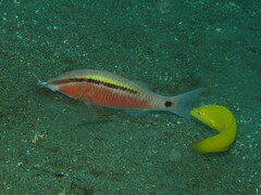 Parupeneus barberinus