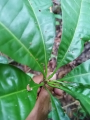 Pouteria campechiana