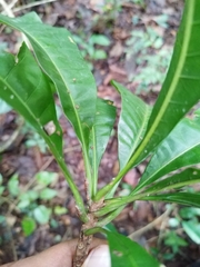 Pouteria campechiana