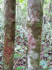 Pouteria campechiana