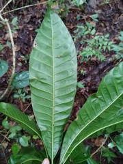 Pouteria campechiana